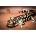 Salamandra tigre - Ambystoma tigrinum 